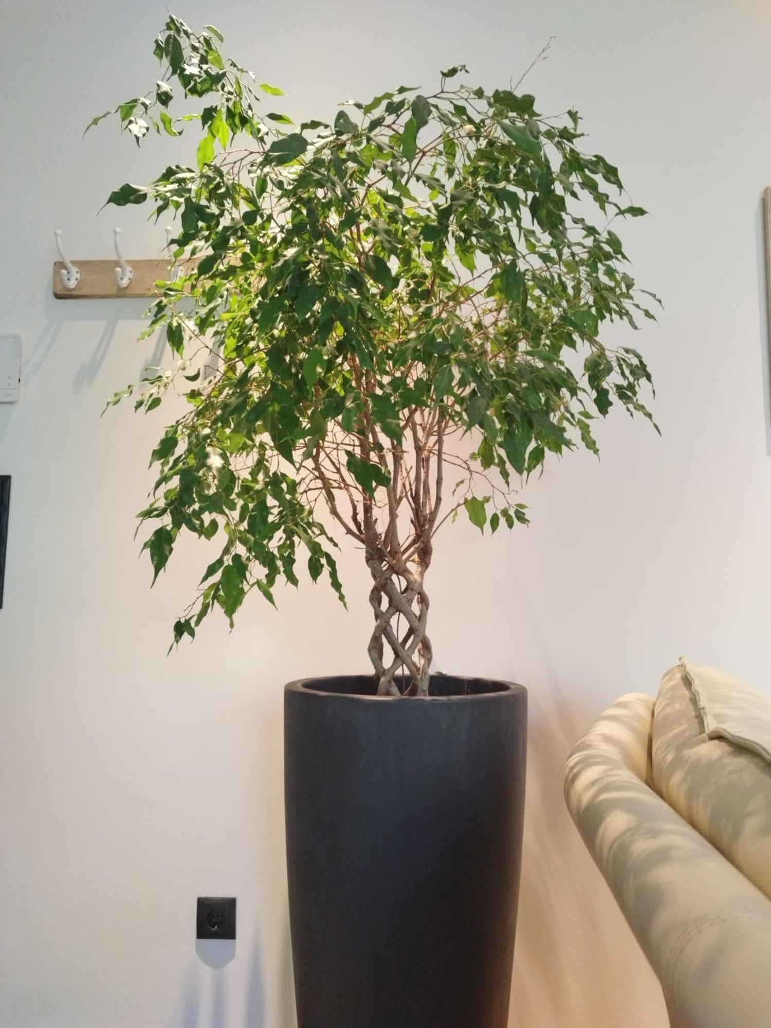 Appartement Waldzauber Medraz Buitenkant foto